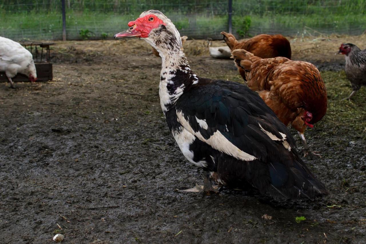 Zakatek Szczescia Eko Agroturystyka Kiwity Exterior foto